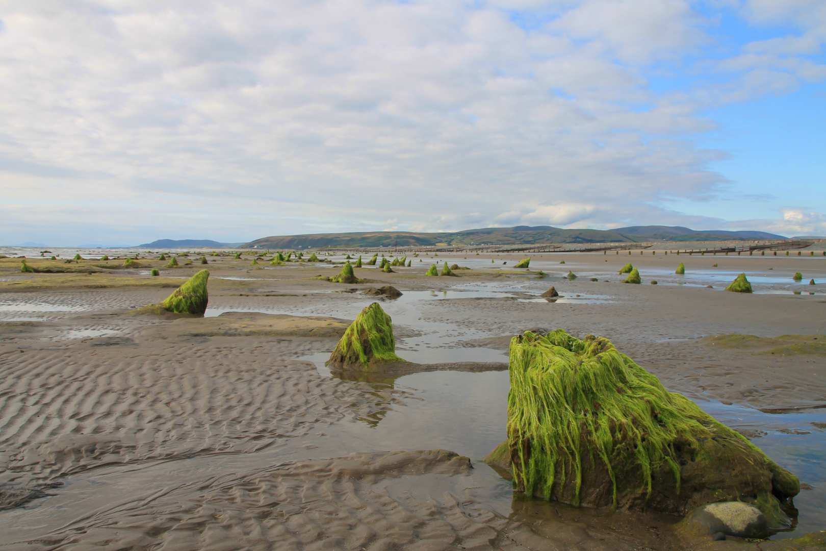 CDG - David Knocker - 5000 year old tree stumps.JPG